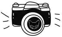 GATO AGENCIA STARS CAMERA